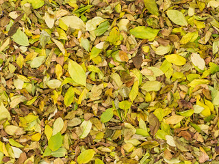 yellow leaves background