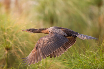 frican Darter in Kruger park