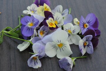 Viola tricolor...Fiołek trójbarwny fotoobraz z fiołków - obrazy, fototapety, plakaty