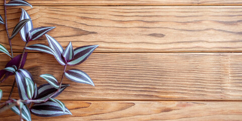 Background with plant tradescantia zebrina. Warm wood background. Place for your text