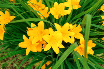 Bright yellow daylily flowers with green leaves. Close up