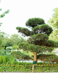 a beautifully designed coniferous bonsai tree in a summer Park. the inscription on the plate: "pinus austriaca"