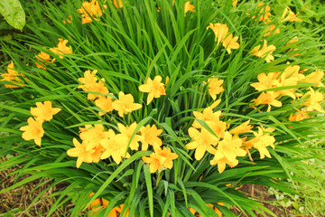 Bright flower bed with a yellow daylily in a country house.