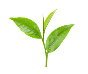 Obraz premium green tea leaf on white background