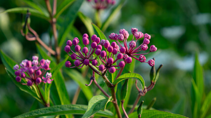 Colour closeup of wildflowers on the edge of marshland in the late afternoon summer sun in Kingston, Ontario Canada.