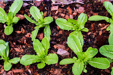 Top view of Organic Green Lettuce Small Plants Salad in hydroponic farm business