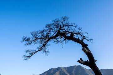 Beautiful pine tree in the garden at autumn background blue sky.