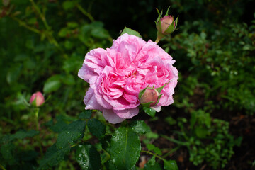 Single pink rose flower in day light in rose garden after rain