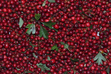 Juicy red berries of hawthorn fruit. Collecting fruits of medicinal plants.
