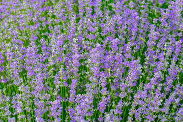 purple lavender and lavender flowers on the green plain on a beautiful summer day