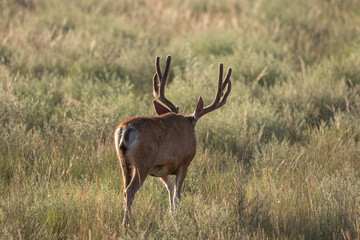 Mule Deer Buck in Summer in Colorado