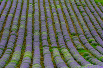 purple lavender and lavender flowers on the green plain on a beautiful summer day