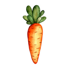 Hand drawn illustration of carrot. Vegetable drawing isolated on white background. Organic plant grown on the farm