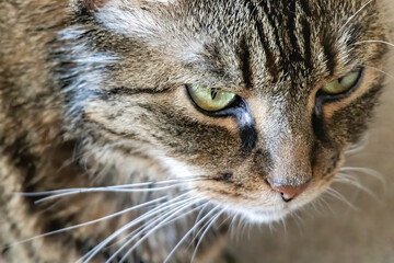 Cat head shot close up