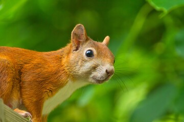 Naklejka na ściany i meble Nahaufnahme eines neugierigen roten Eichhörnchens vor grünem Hintergrund, sciurus vulgaris