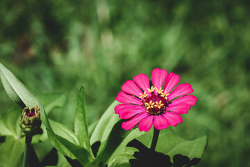 Pink zinnia flowers with green leaves background.