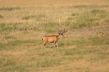Mule Deer Buck in Summer in Colorado