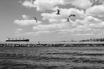Iron freighter. Flying seagulls. Ship like going over the breakwaters