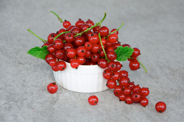 Fresh red currants (ribes rubrum) in white cup on gray background.