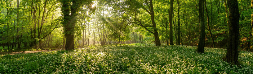 Summer forest with sun rays shining on green leafs in panoramic composition. A swath of ramsons in bloom illuminated by sunbeams through the foliage in the morning.