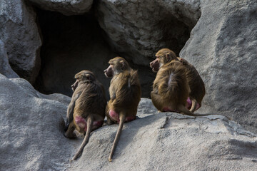 A group of baboons sitting on a rock