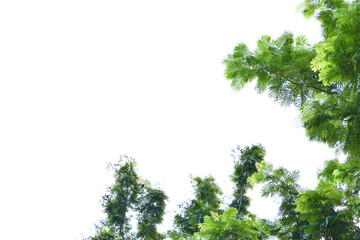 fresh green leaves