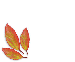 Red leaf on white background