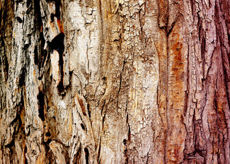Macro photo of a magnificent tree bark