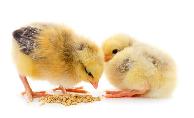 Two cute little chicks pecking seeds.