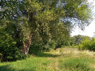 Summer landscape, field of sunflowers and blue sky