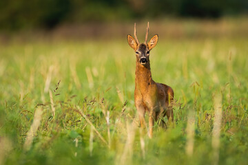 Naklejka na ściany i meble Impressive roe deer, capreolus capreolus, standing on field in summer morning. Roebuck looking to the camera on grassland. Wild animal with antlers listening on meadow.