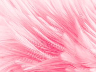Beautiful abstract white and pink feathers on white background and soft white feather texture on pink pattern and pink background, feather background, pink banners