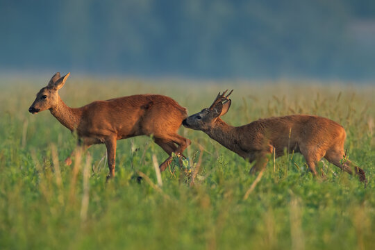 Roe deer, capreolus capreolus, buck sniffing doe on field in summer nature. Roebuck male following female on meadow in rutting season. Two wild mammal walking in wilderness.