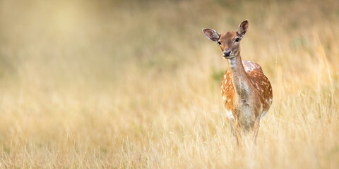 Fallow deer, dama dama, standing on meadow in autumn nature. Spotted hing looking to the camera with copy space. Wild animal female staring on dry grassland from front.
