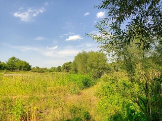 Obraz premium Summer landscape, field of sunflowers and blue sky