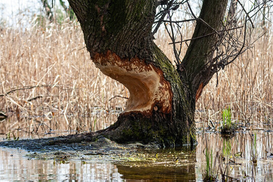 Thick tree standing on a river side gnawed from a beaver bending over water. Massive tree trunk bitten from a rodent in marsh with reed in background.