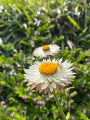 Obraz premium daisy in a garden
