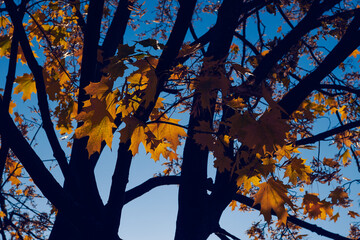 Yellow leaves on the tree against blue gradient sky with beautiful backlight. Beautiful autumn background. Dark tree on sunset.