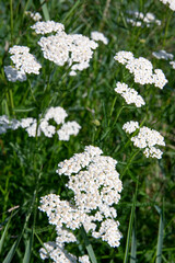 achillea millefolium krwawnik pospolity łąka polana rośliny lecznicze herb plants meadow summer green flower © Kima