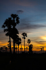 Silhouette Palm Tree At Sunset