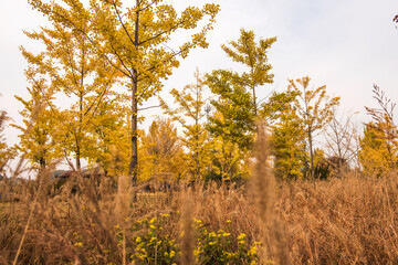 Fototapeta premium Beautiful leave and tree in a park,yellow,orange, green, red colors and autumn landscape.