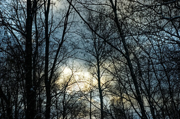 naked trees in the snow in the forest, Moscow
