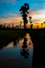 Silhouette Palm Tree At Sunset