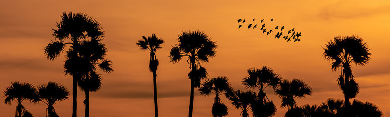 Silhouette Palm Tree At Sunset