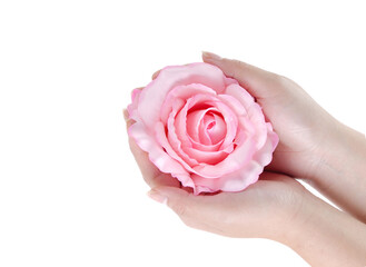 Pink rose with hands on white background