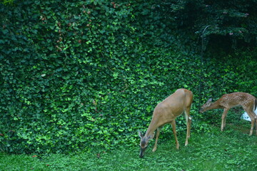 Breakfast in the morning sun.