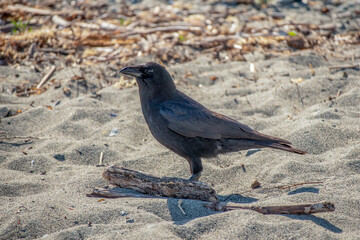 Crow on the beach