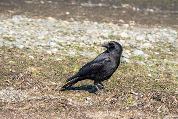 Crow on the beach