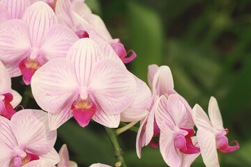 Close up of pink phalaenopsis orchid flowers is blooming in the garden.