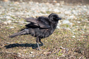 Crow on the beach